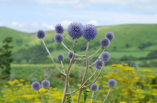 Image of Echinops setifer Iljin