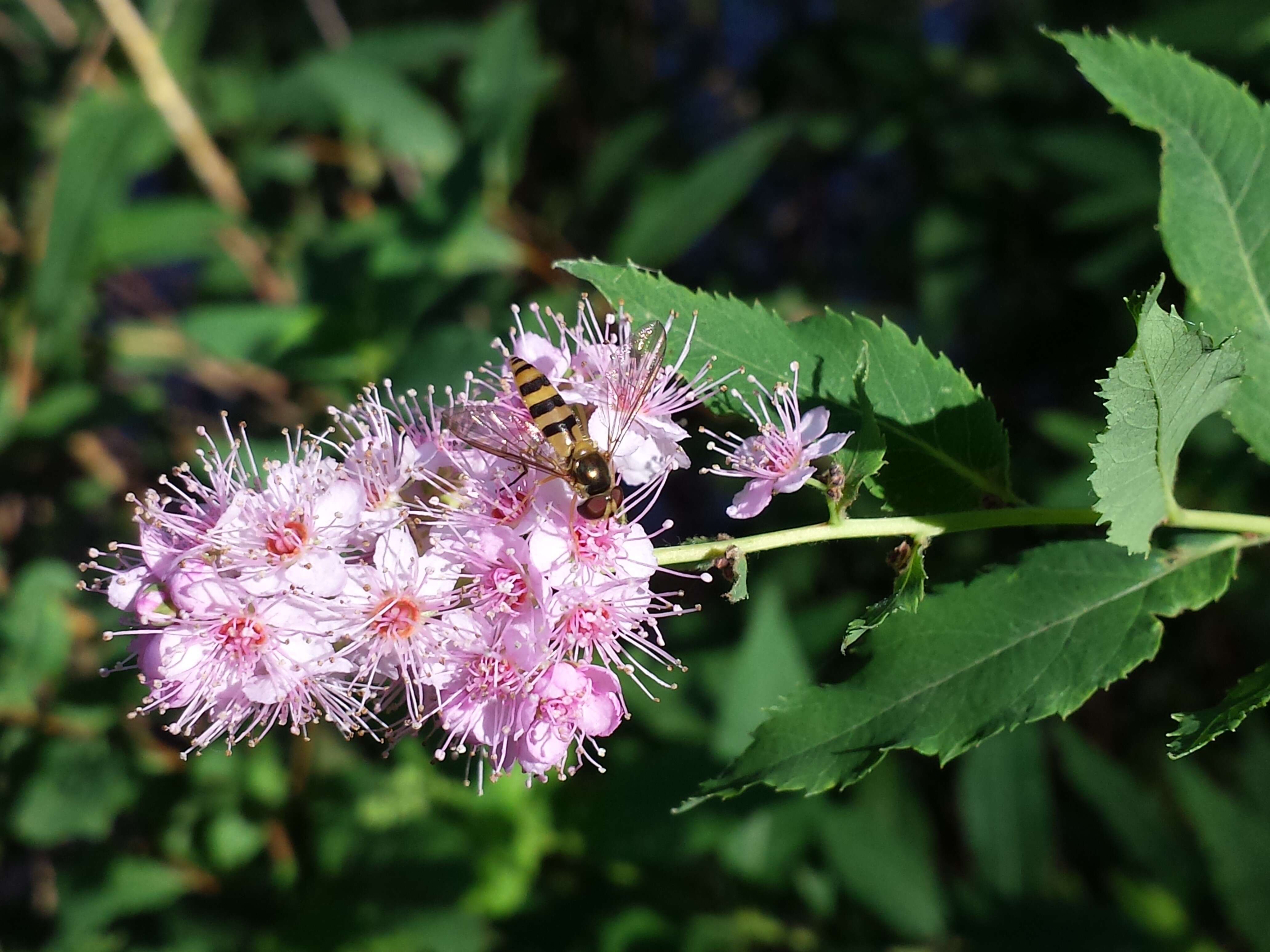 Слика од Spiraea salicifolia L.