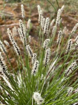 Image of northern singlespike sedge