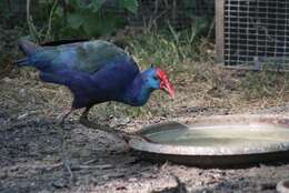 Image of Purple Swamphen