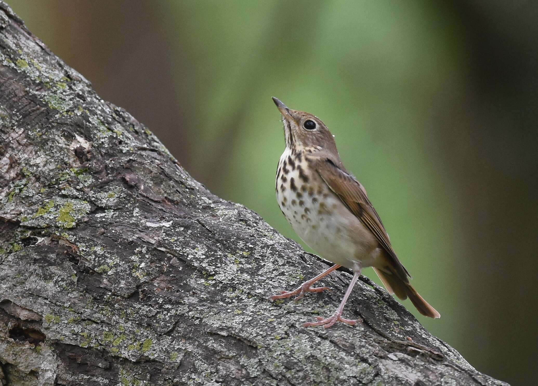 Image of Hermit Thrush