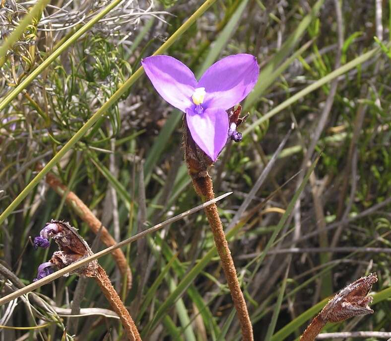 Image of Patersonia lanata R. Br.