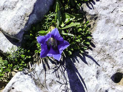 Image of Stemless Gentian