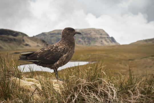 Image of Brown Skua