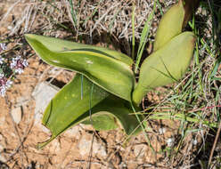 Image of Giant Orchid