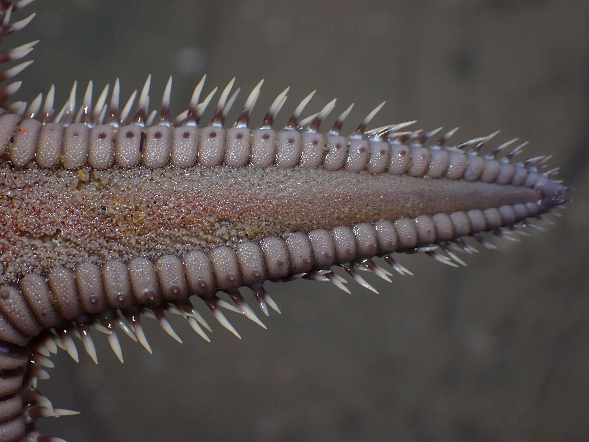 Image of Astropectinidae Gray 1840