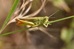 Image de Chorthippus (Glyptobothrus) apicalis (Herrich-Schäffer 1840)