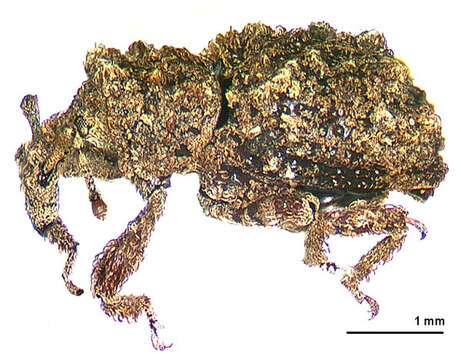 Image of Phrynixus