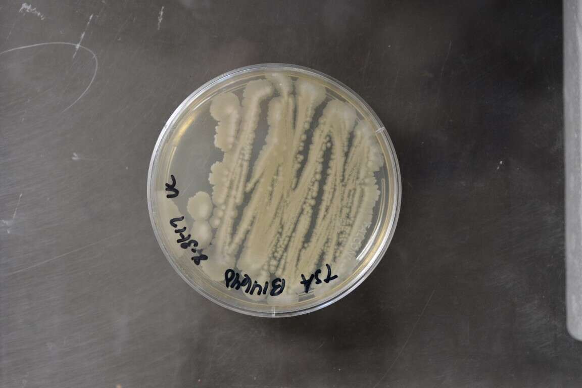 Image of Azotobacter