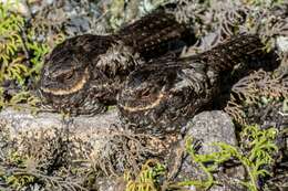 Image of Heinrich's Nightjar