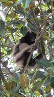Image of Bornean Gibbon