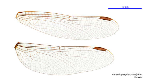 Image of Antipodogomphus proselythus (Martin 1901)