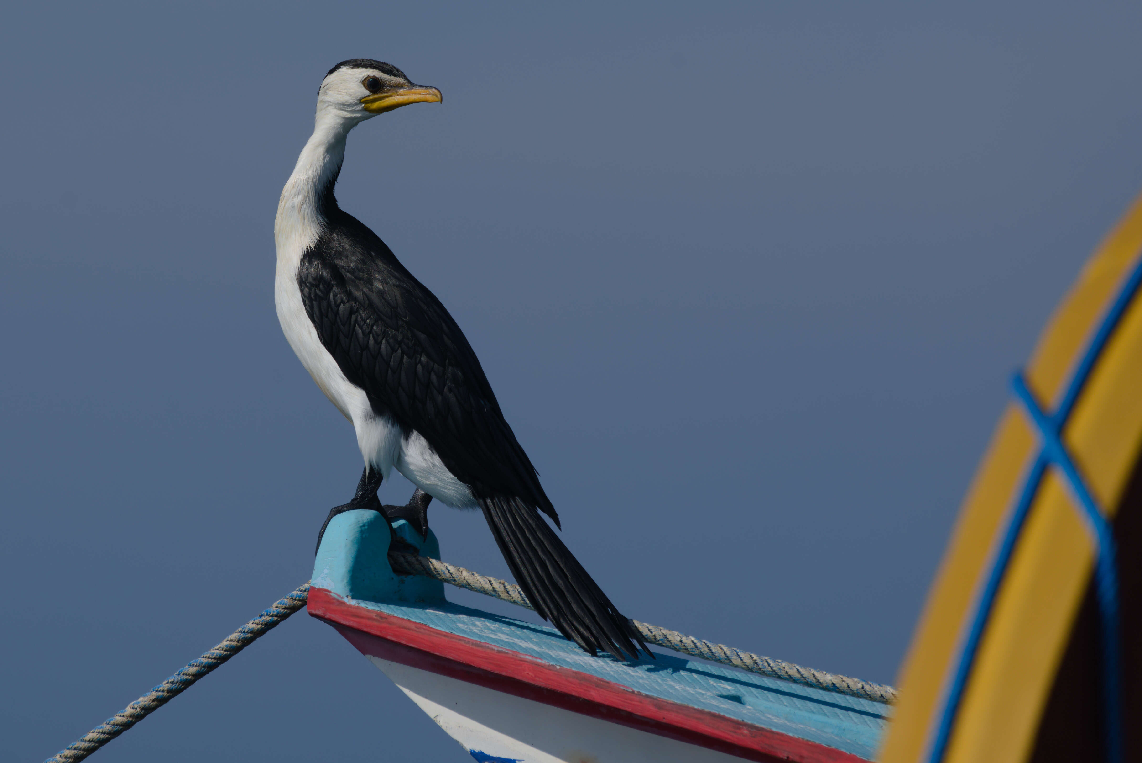 Image of Little Pied Cormorant