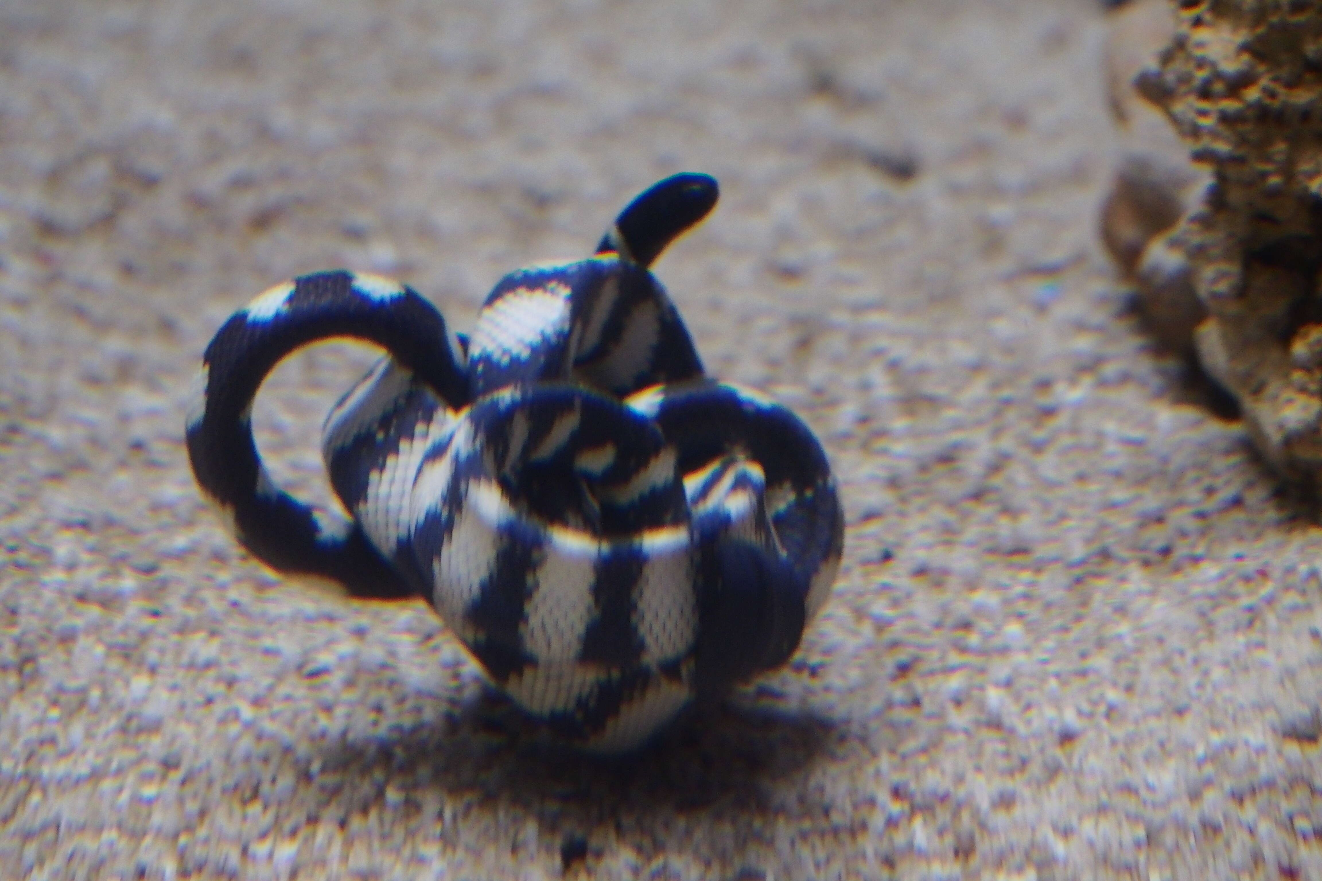 Image of Slender-necked Seasnake