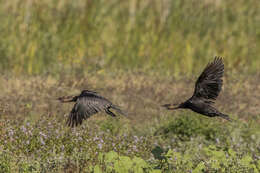 Image of Pygmy Cormorant