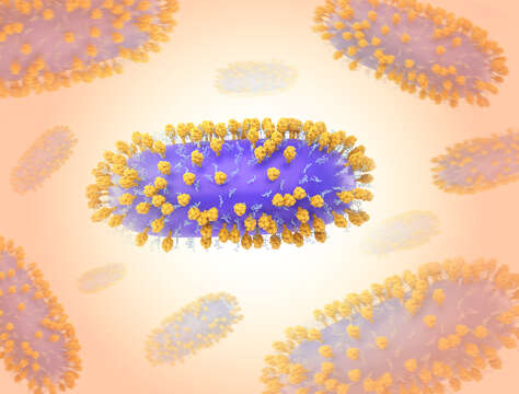 Image of Human respiratory syncytial virus