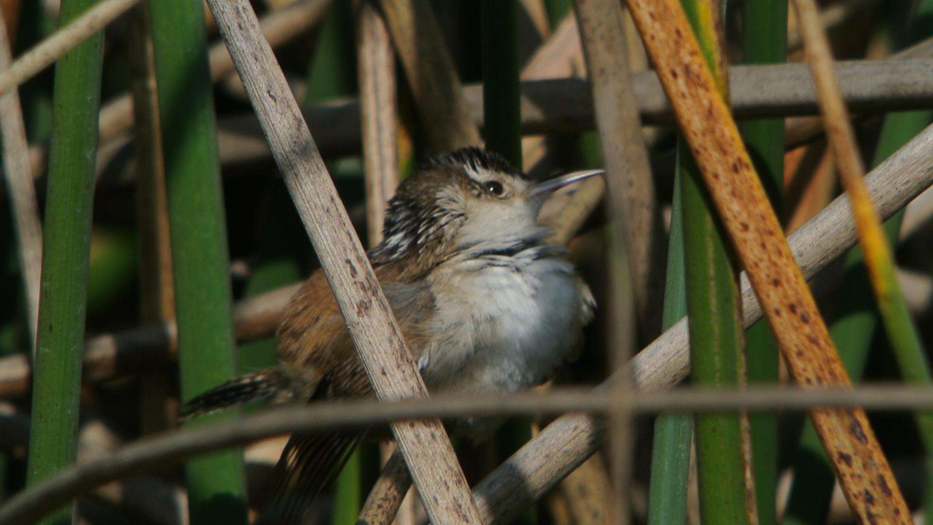 Image of Marsh Wren