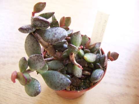 Image of Adromischus hemisphaericus (L.) Lem.