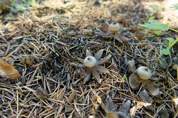 Image of Geastrum campestre Morgan 1887