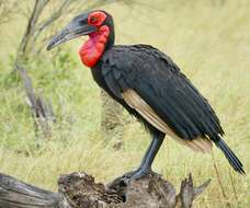 Image of Southern Ground Hornbill