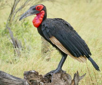 Image of Southern Ground Hornbill