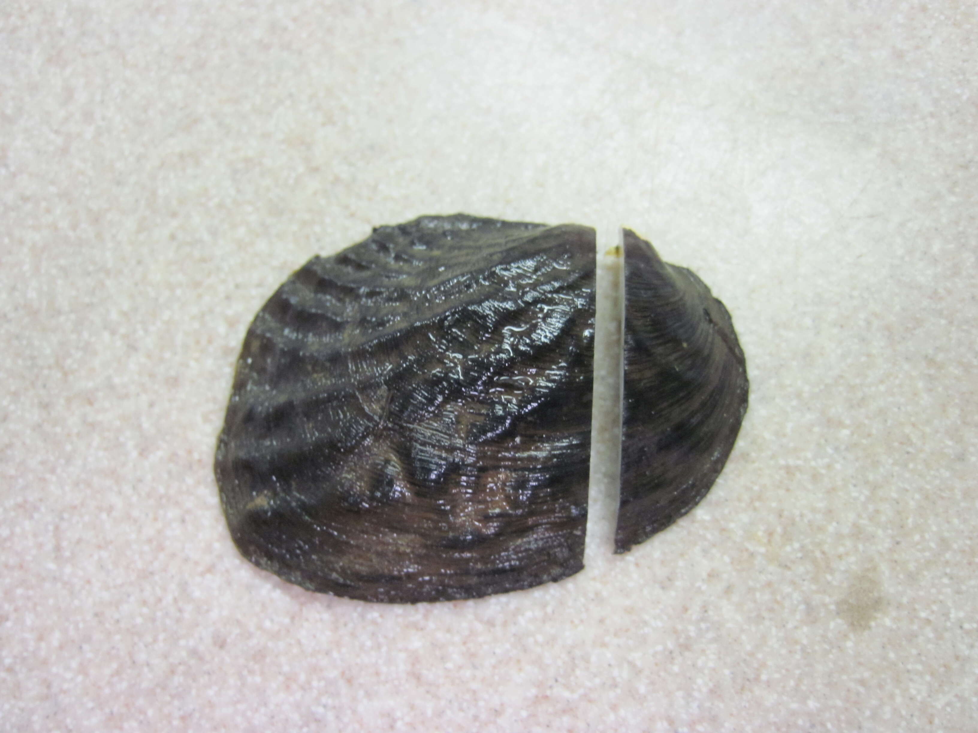 Image of Fat threeridge (mussel)