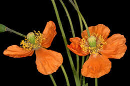 Image of Orange poppy