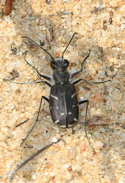 Image of Oblique-lined Tiger Beetle