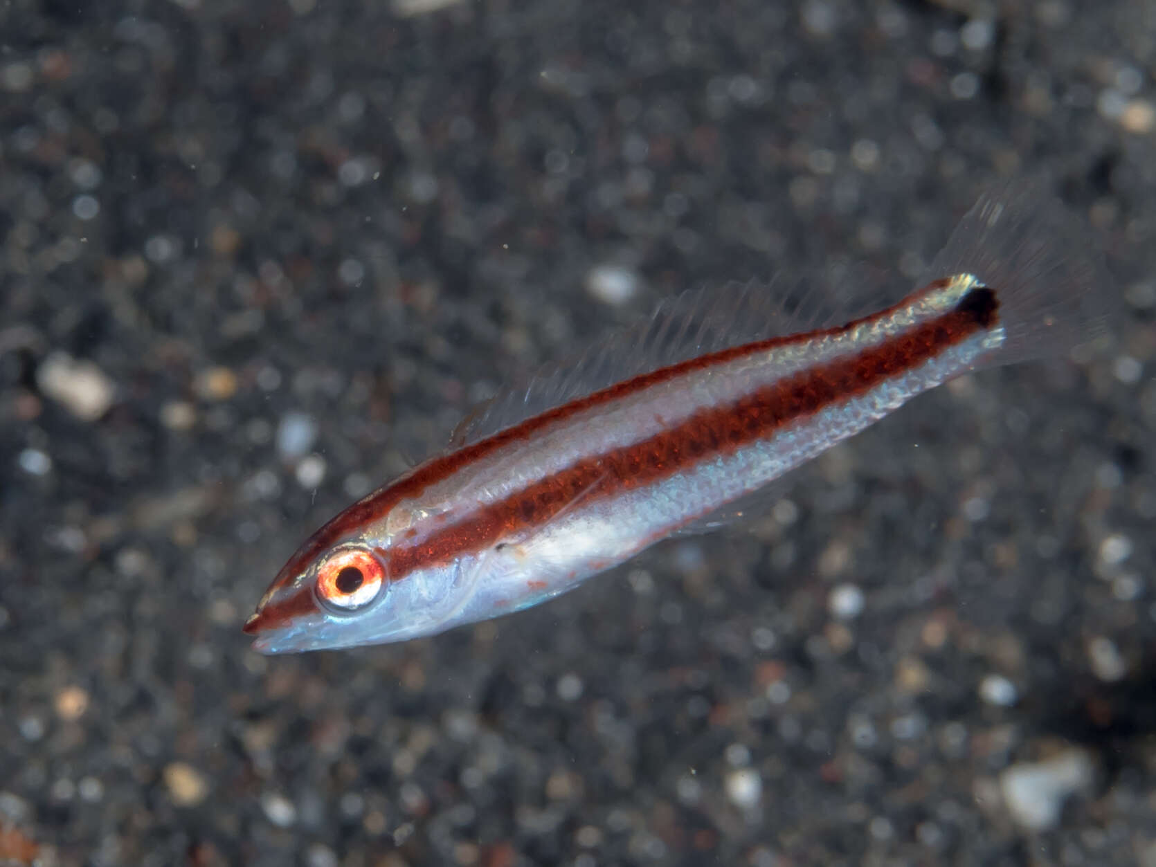 Image of Goldstripe wrasse