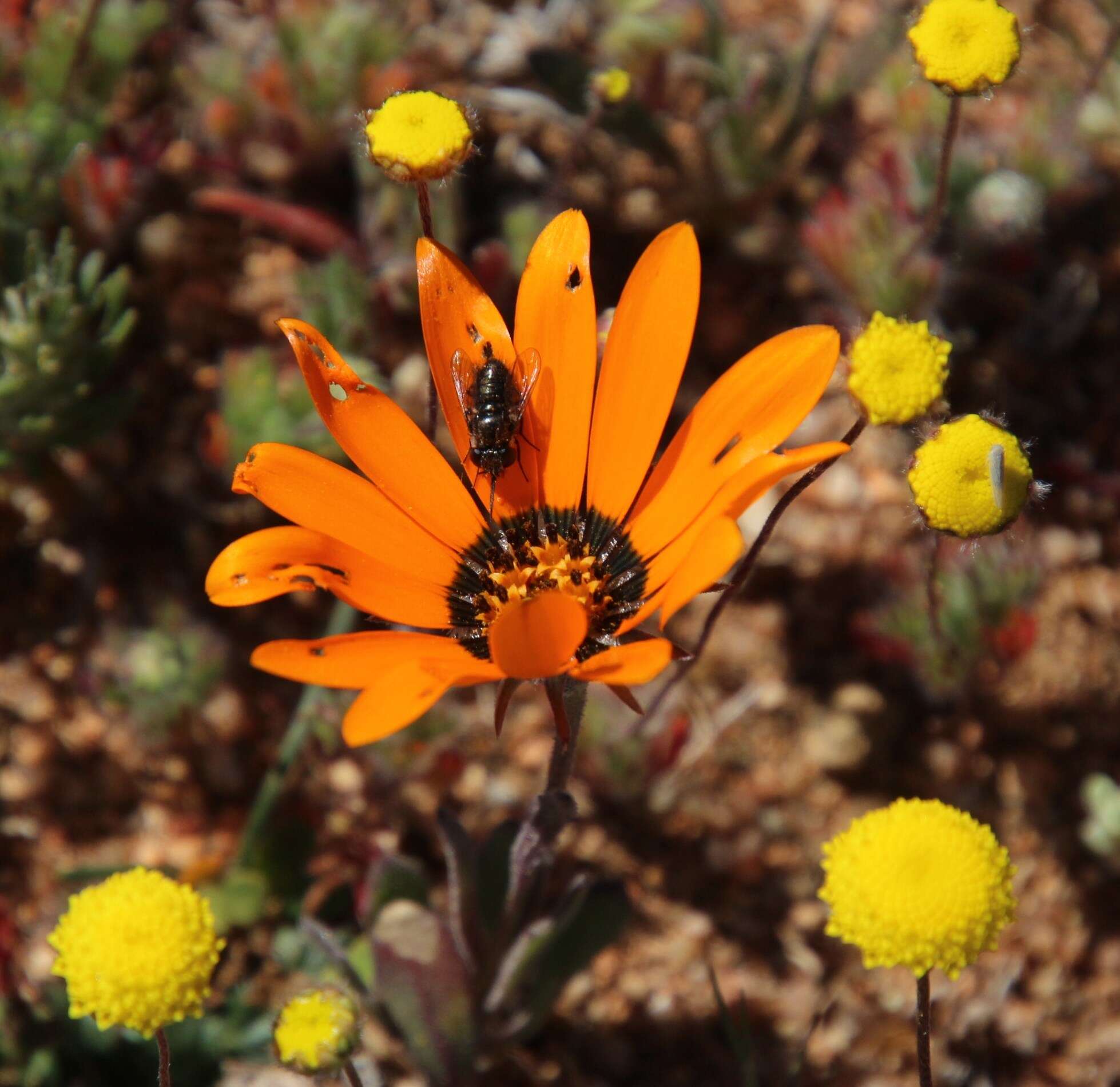 Image of beetle daisy