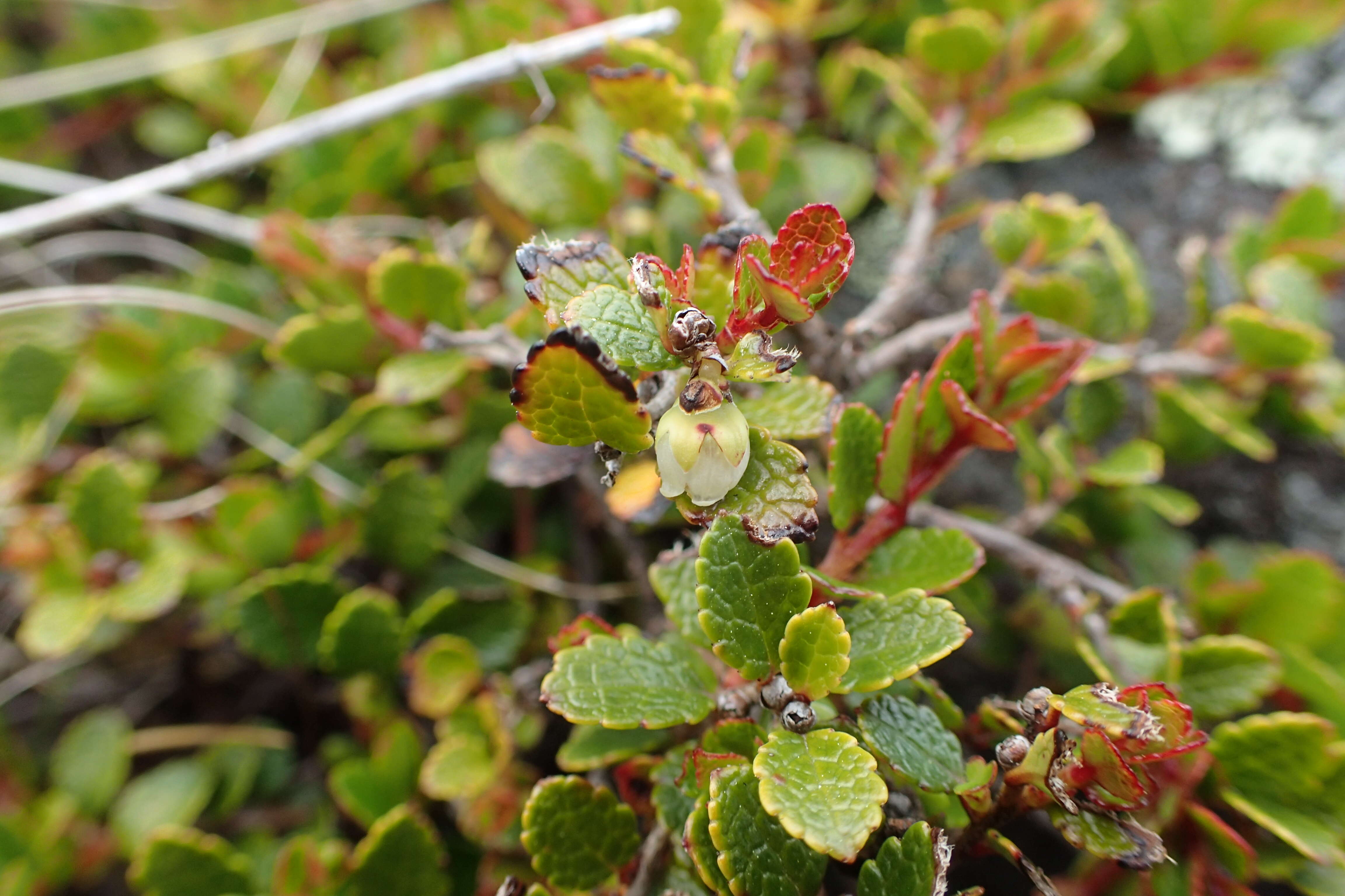 Image of Gaultheria depressa Hook. fil.