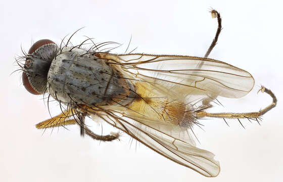 Image of root-maggot flies