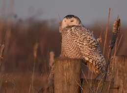 Image of Snowy Owl