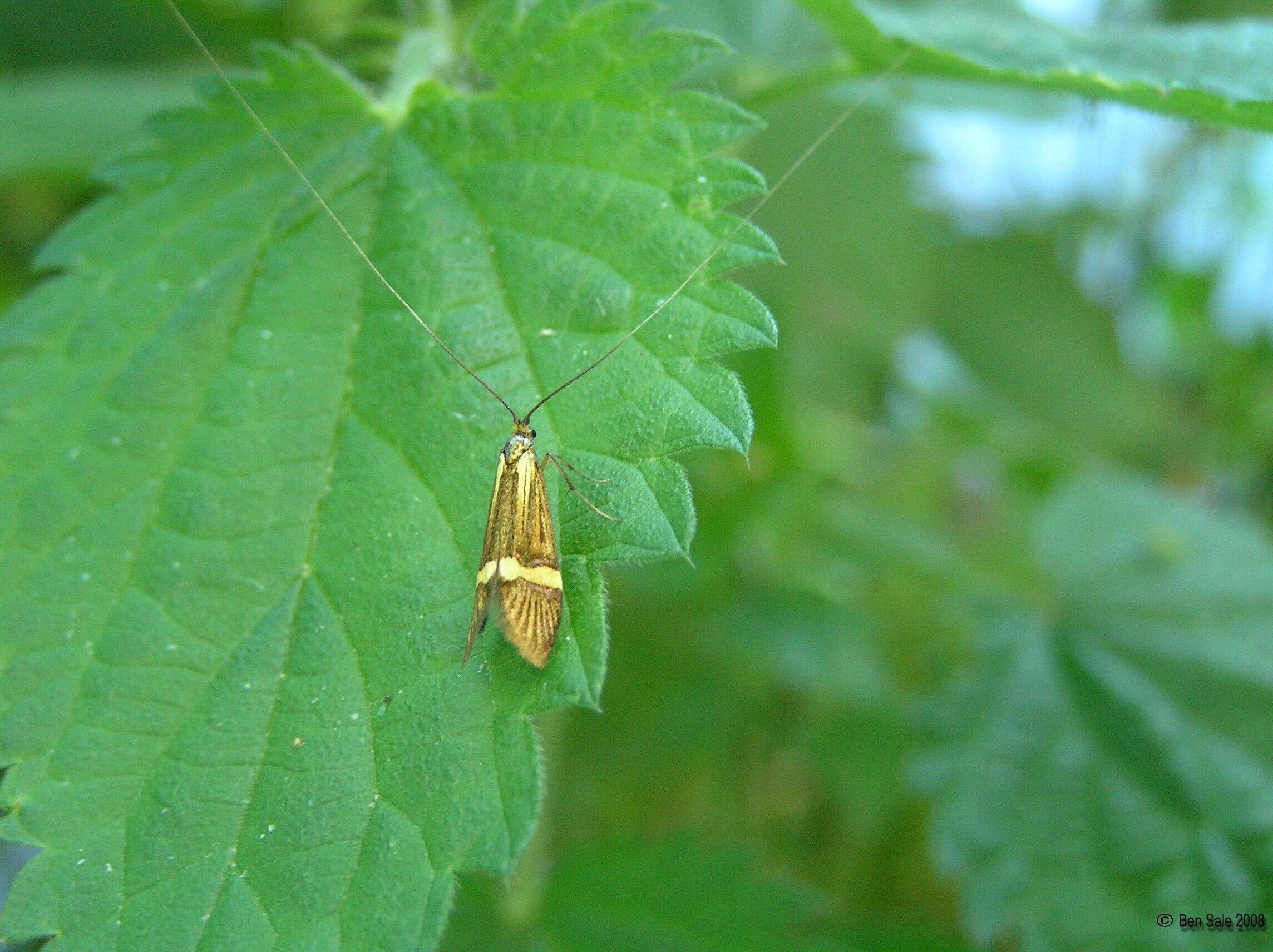 Imagem de Nemophora degeerella Linnaeus 1758