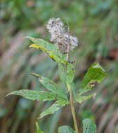 Image of hemp agrimony