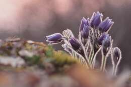 Image of Eastern Pasque Flower