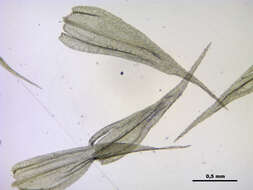 صورة Brachythecium salebrosum W. P. Schimper ex B. S. G. 1853