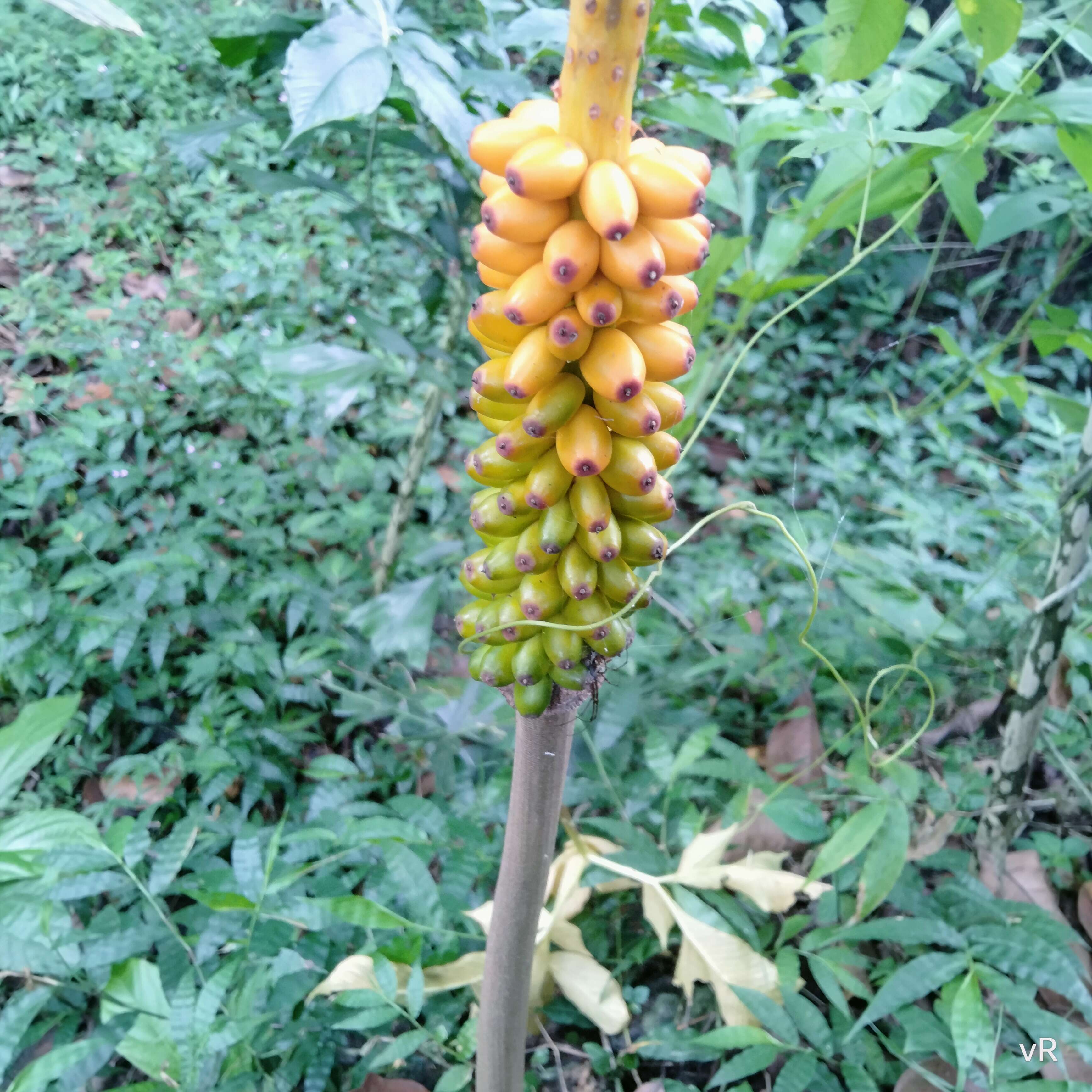 Imagem de Amorphophallus sylvaticus (Roxb.) Kunth