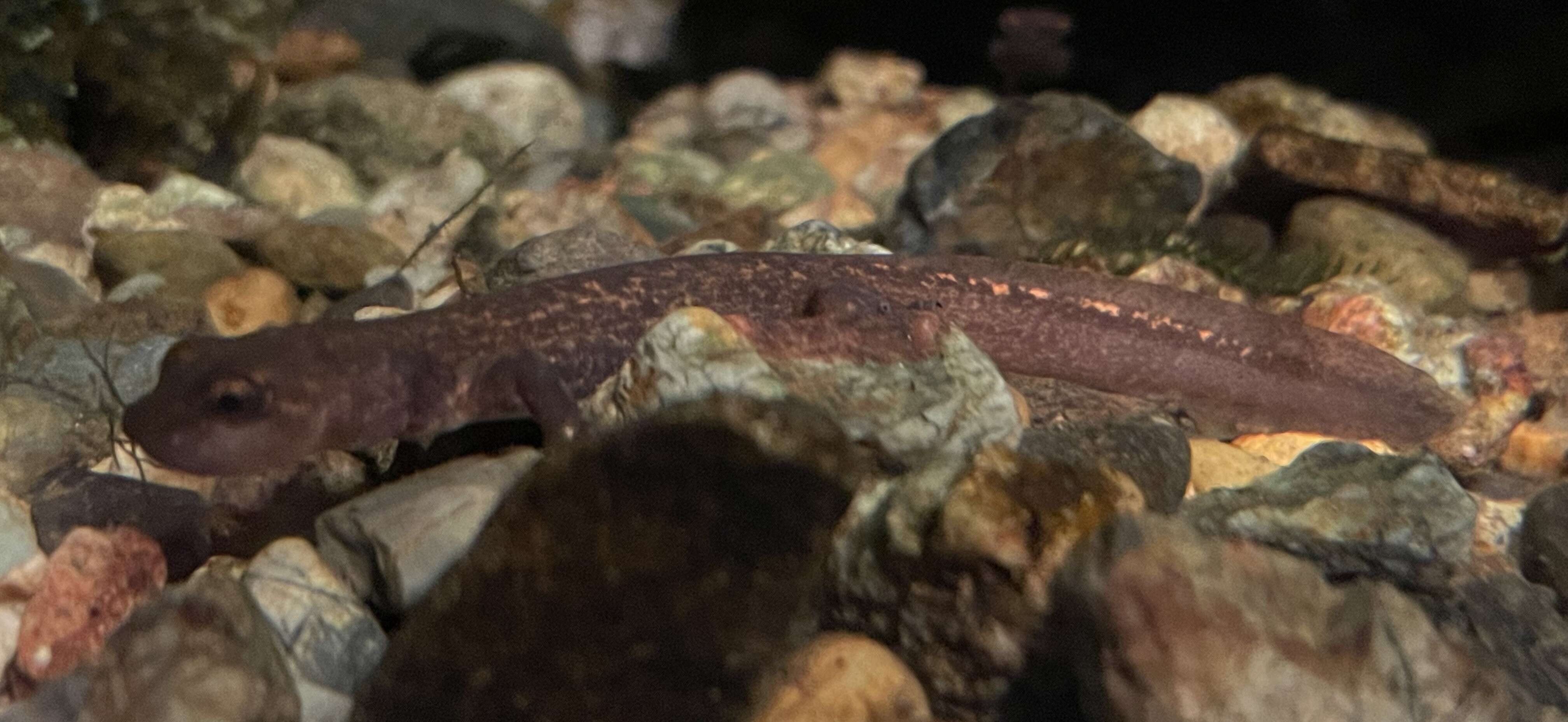 Image of Japanese Clawed Salamander