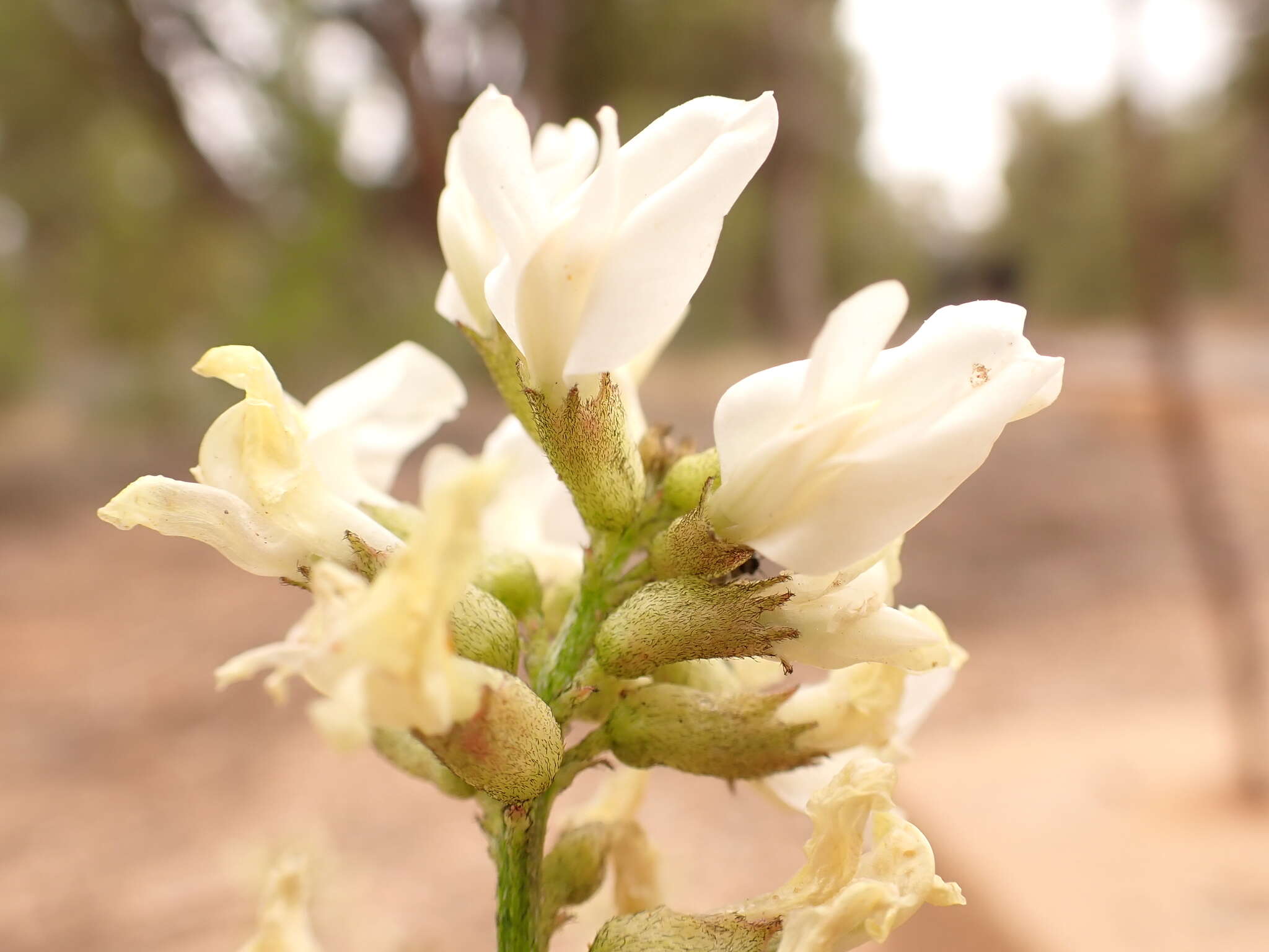 صورة Astragalus schmolliae