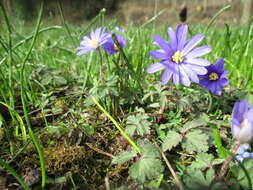 Image of Balkan Anemone