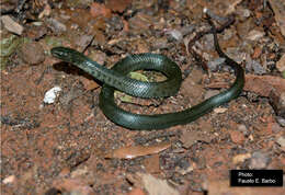 Image of Jaeger's Ground Snake