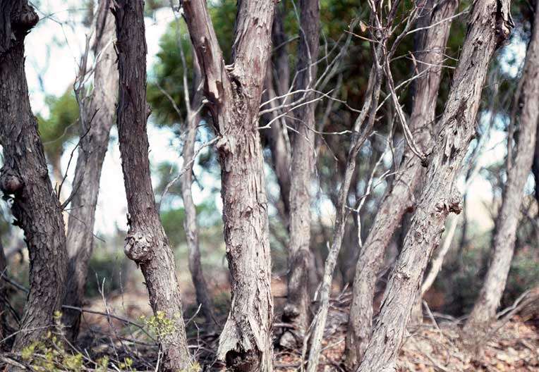 Image of Black Stem Mallee