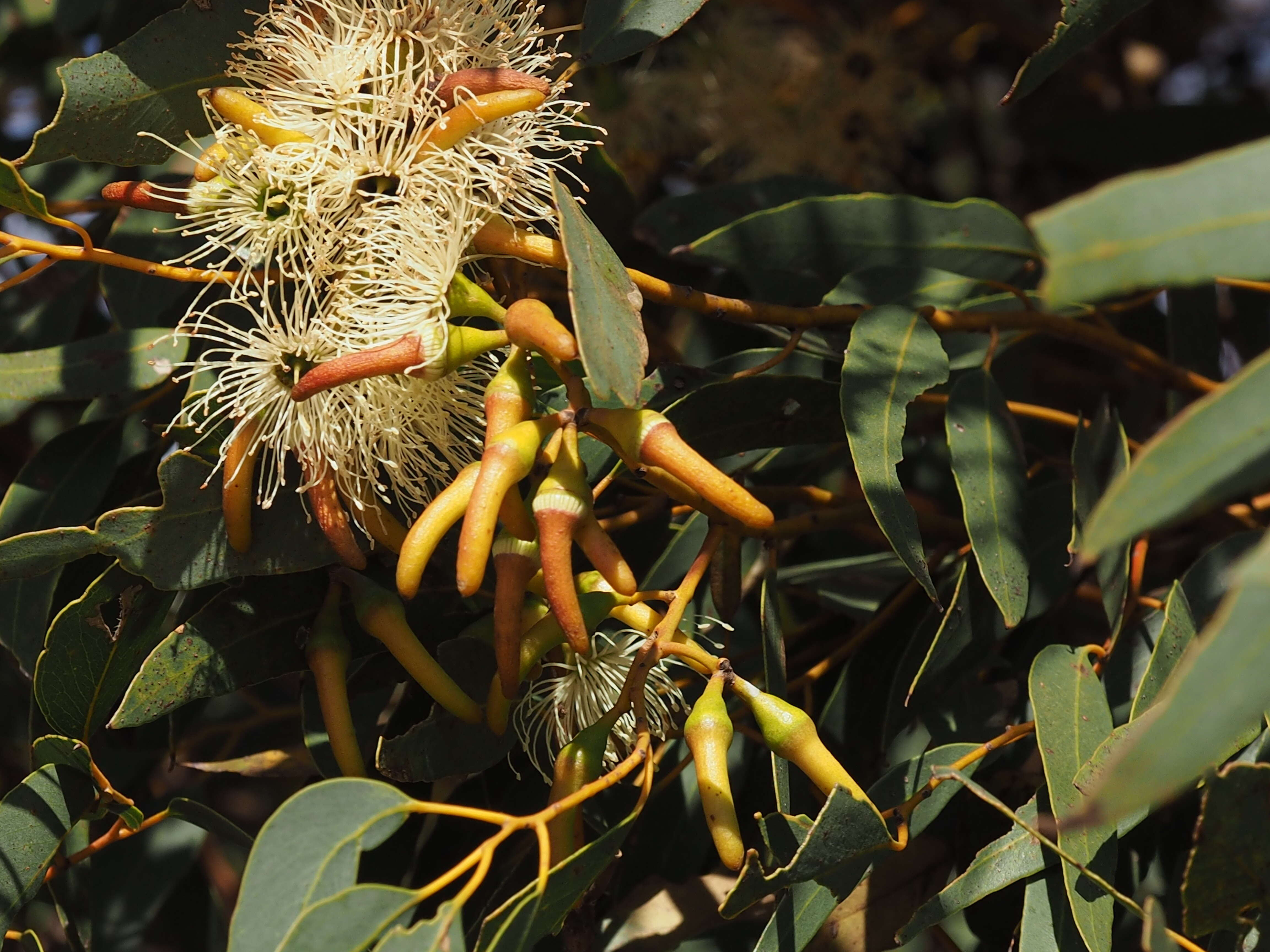 Image of Eucalyptus diminuta Brooker & Hopper