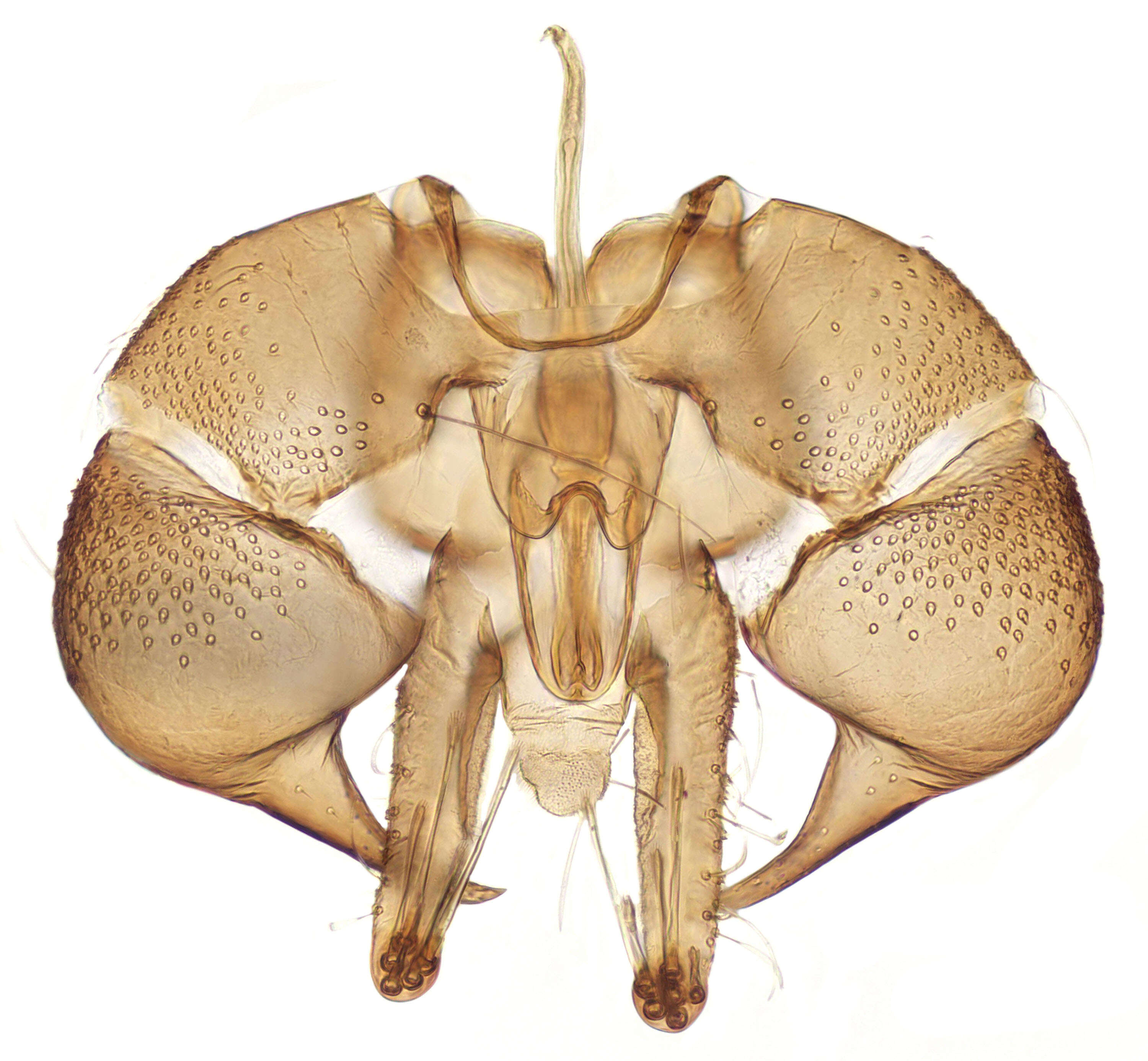 Image of moth flies and sand flies