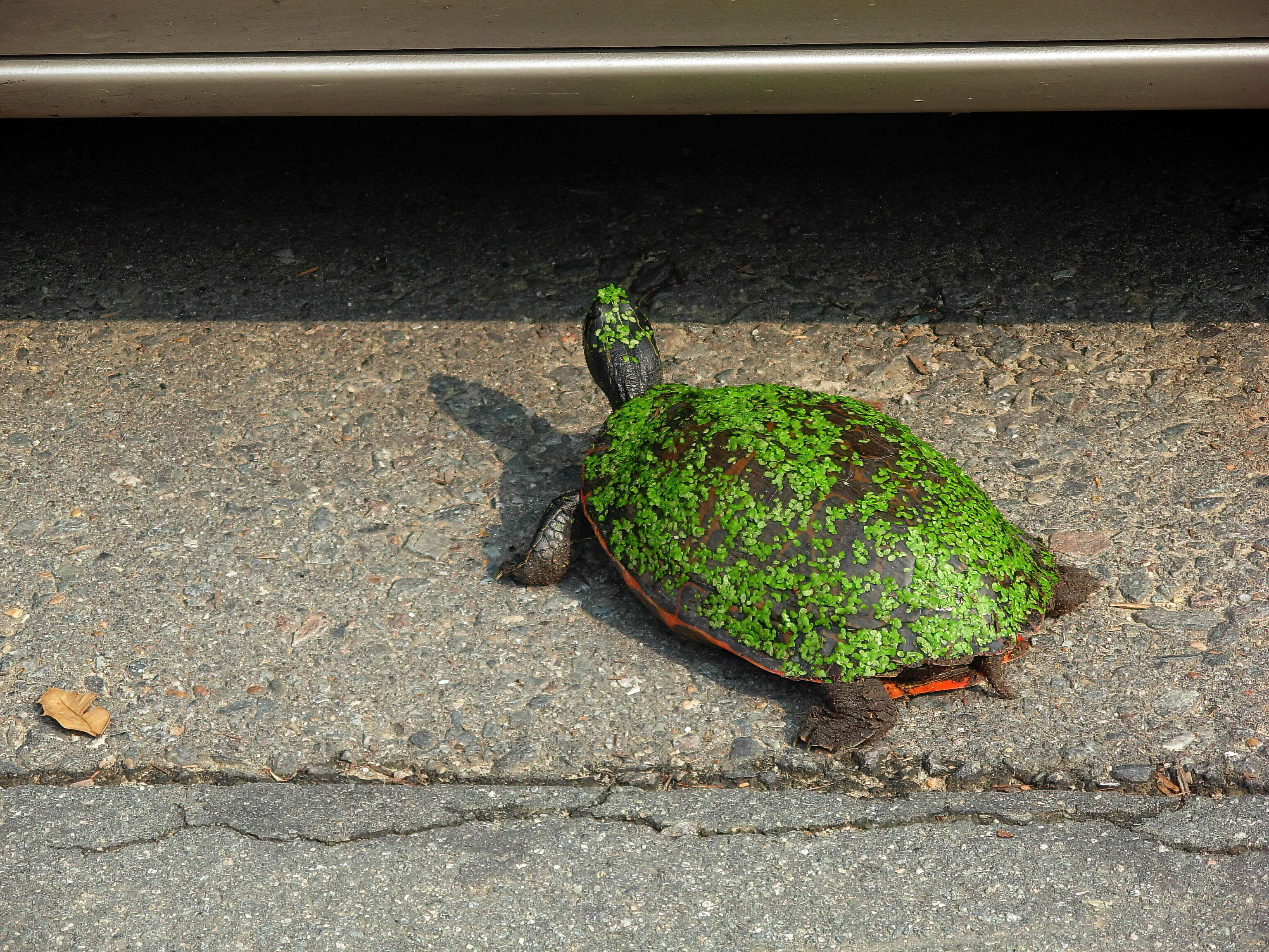 Image of American Red-bellied Turtle