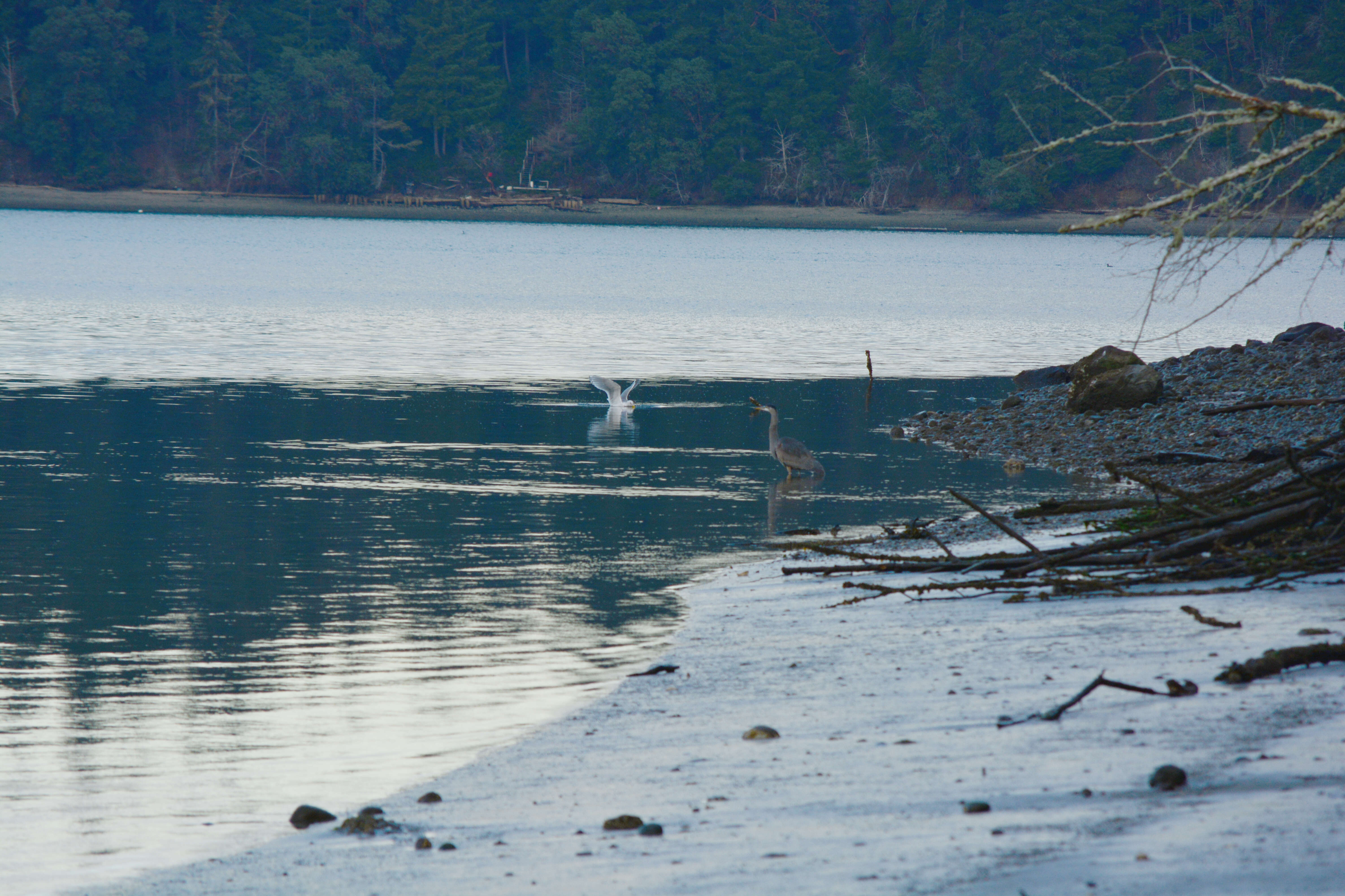 Image of Glaucous-winged Gull