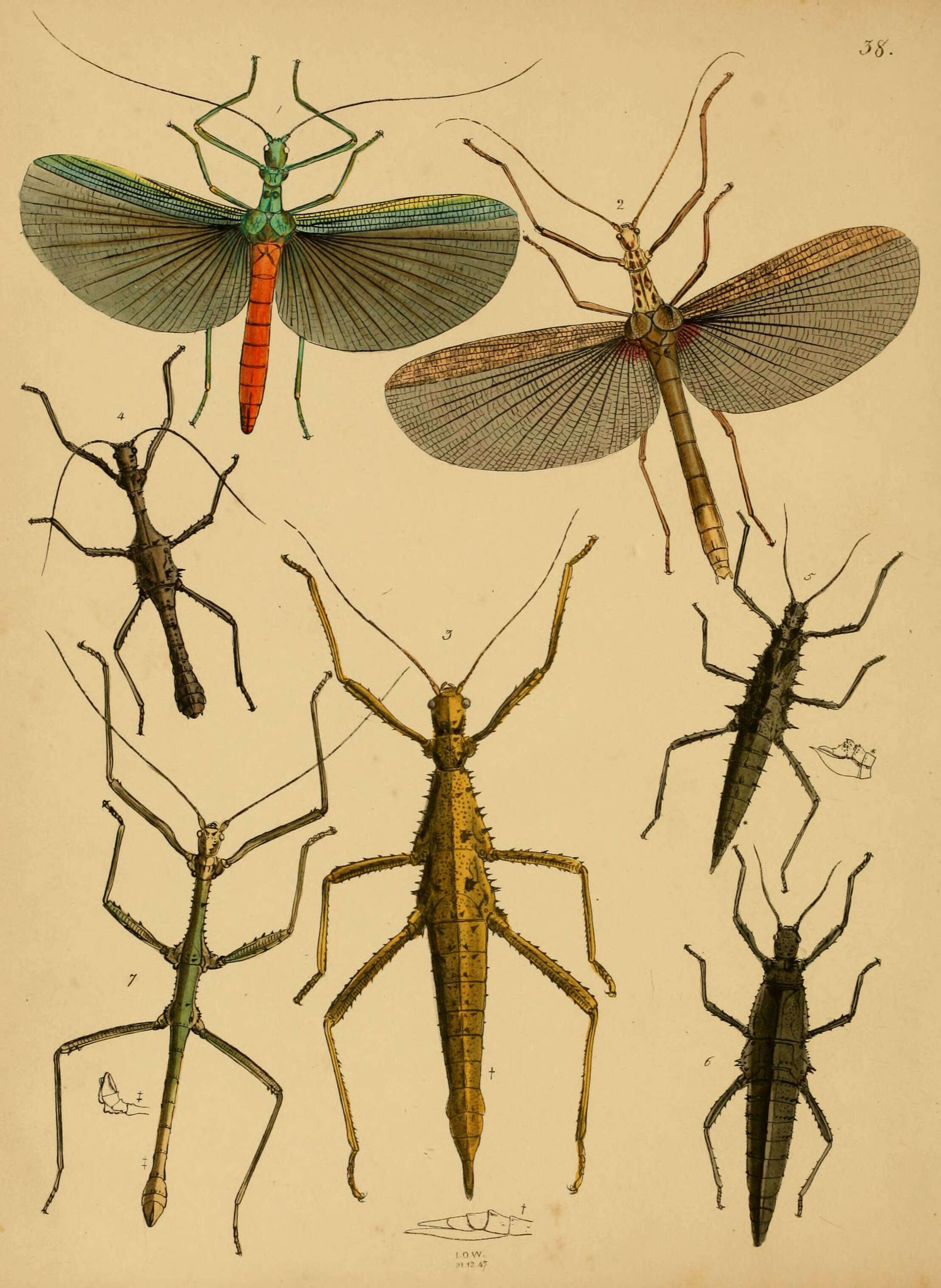 Image of Tisamenus draconina (Westwood 1848)