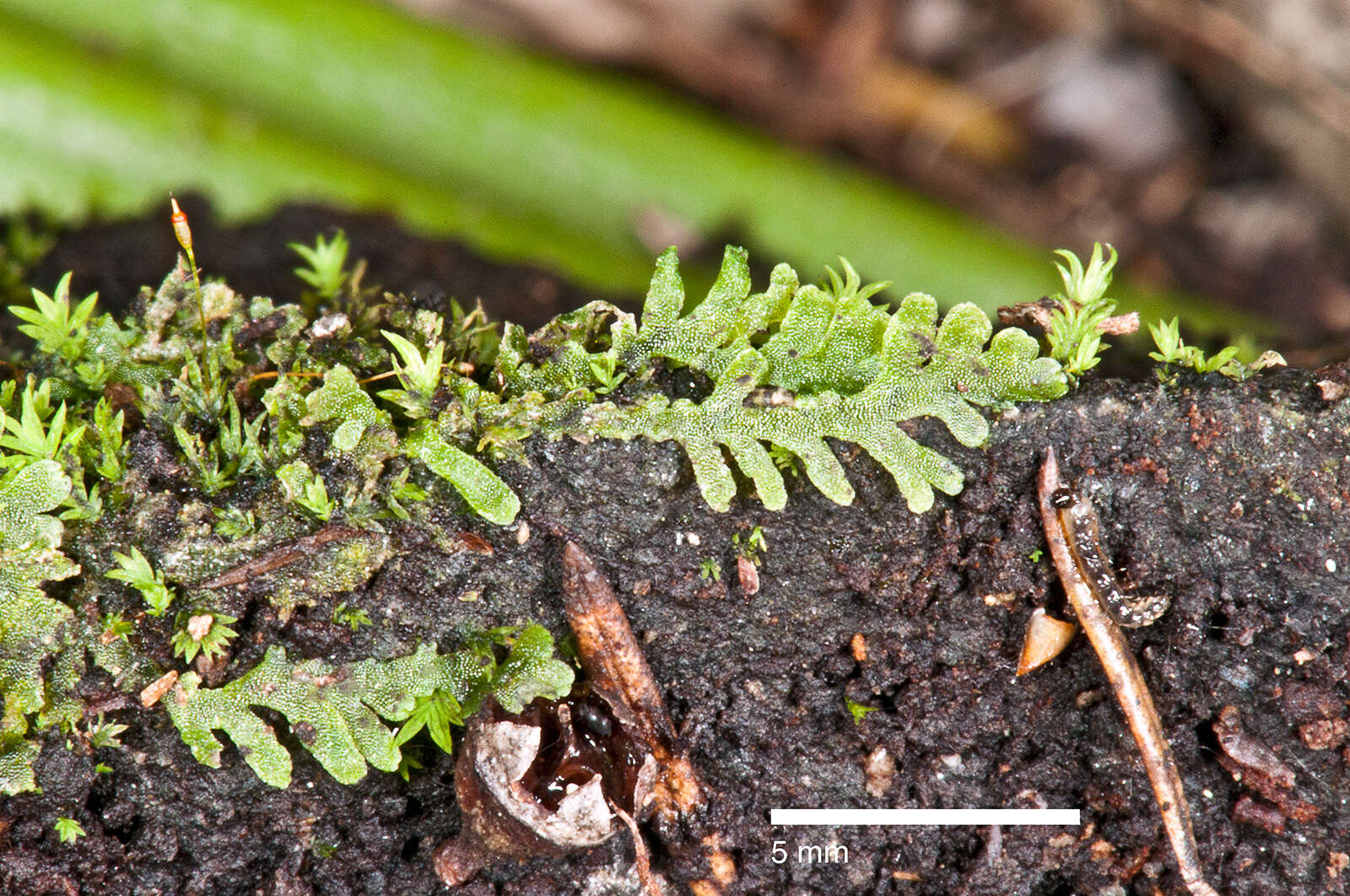 Image of Riccardia Gray