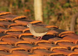 Image of White-tipped Dove